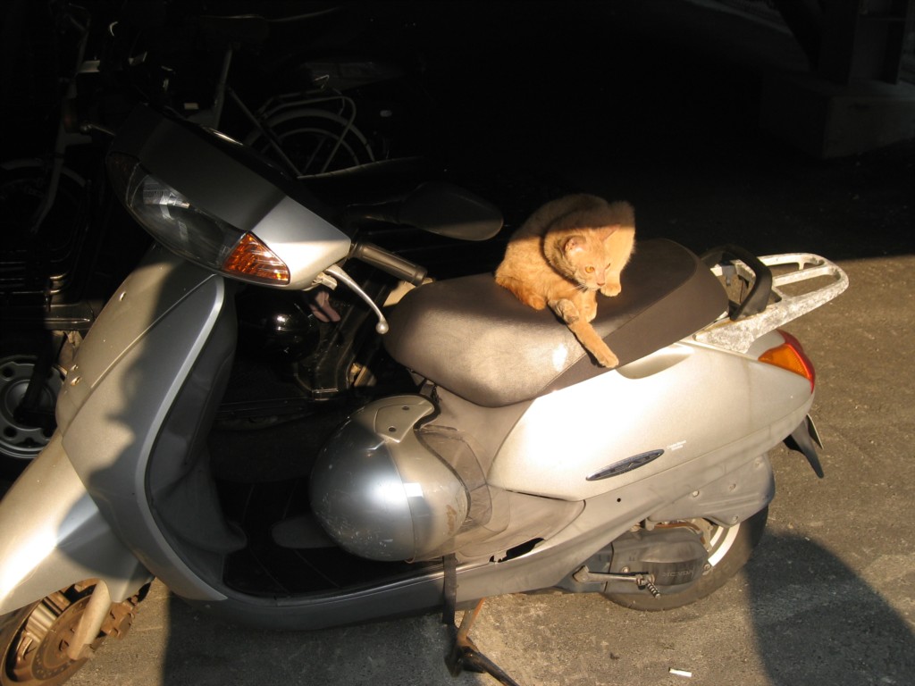 Cats can ride scooters?