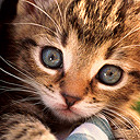 Vista login picture of a cat
